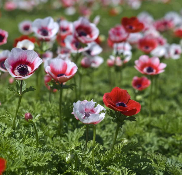 Weißes und rotes Blumenfeld — Stockfoto