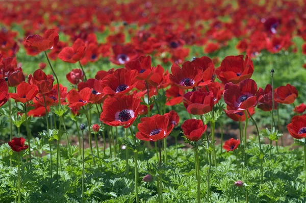 Red flower field — Stock Photo, Image