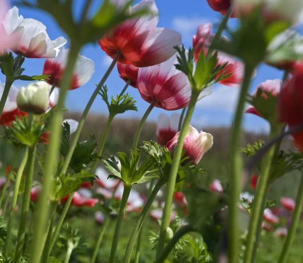 Campo di fiori bianchi e rossi — Foto Stock