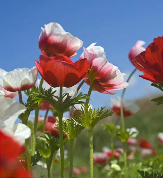 stock image White and red flower field