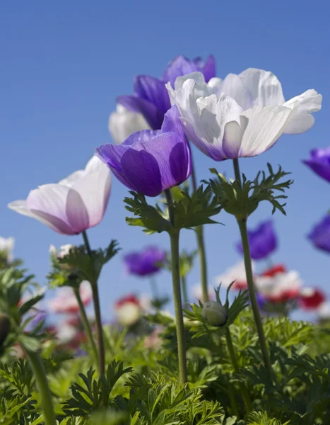 Weißes und violettes Blumenfeld — Stockfoto