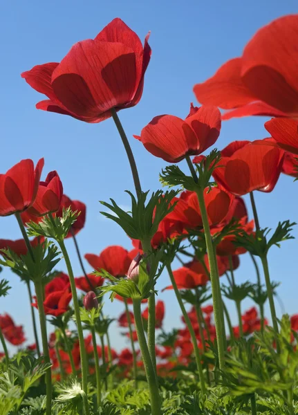 Campo di fiori rossi — Foto Stock