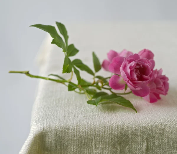Small pink roses — Stock Photo, Image