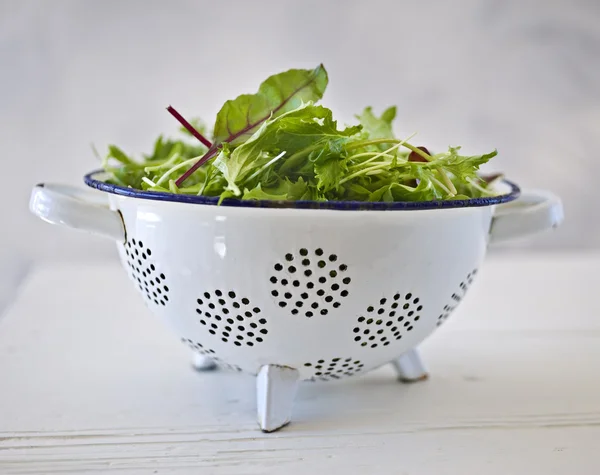 Baby salad leaves — Stock Photo, Image