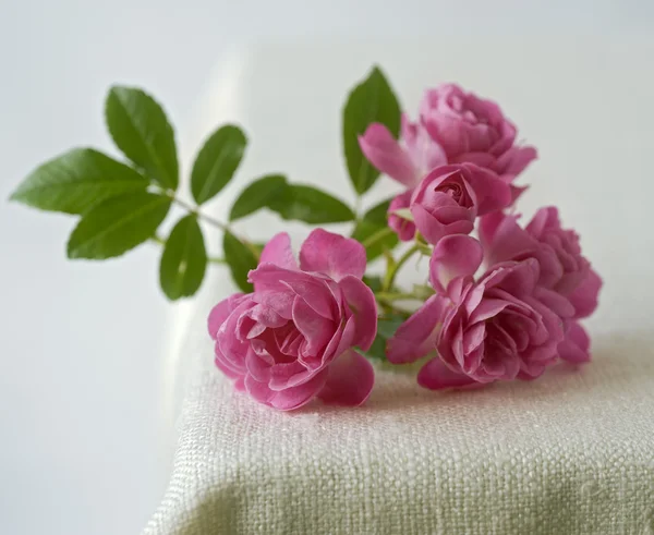 Малі рожеві троянди — стокове фото
