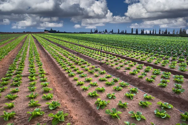 Mező saláta — Stock Fotó