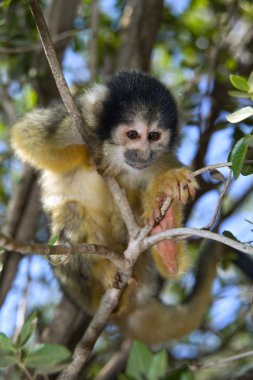 Squirrel monkey clipart