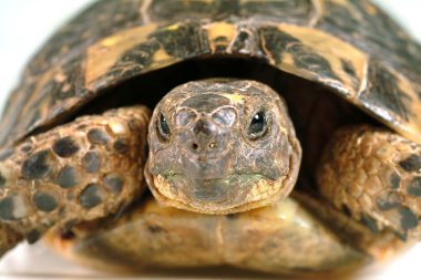 Kaplumbağa portre