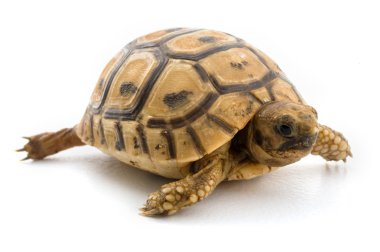 Baby turtle clipart