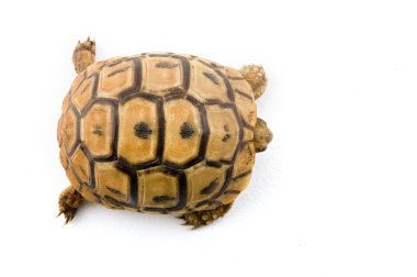 Baby turtle from above clipart