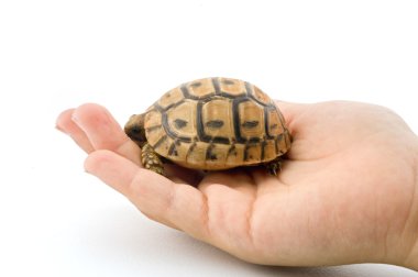 Bebek kaplumbağa çocuk elinde