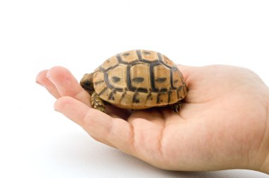 Baby turtle in a child hand clipart