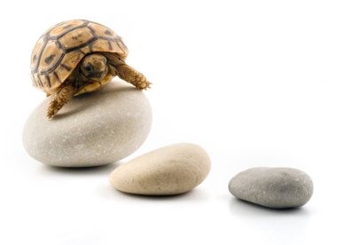 Baby turtle on pebbles clipart