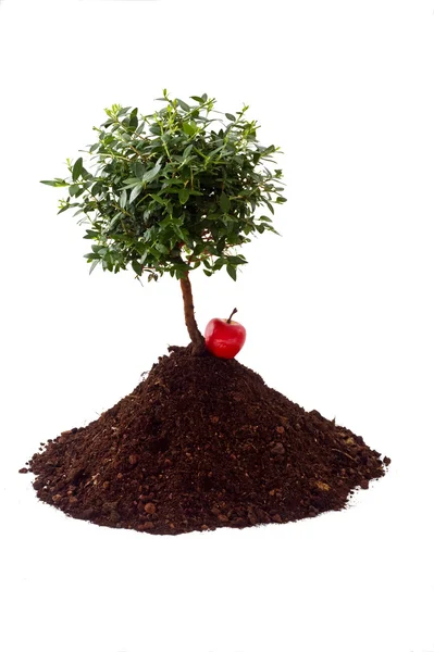 작은 나무 토양 — 스톡 사진