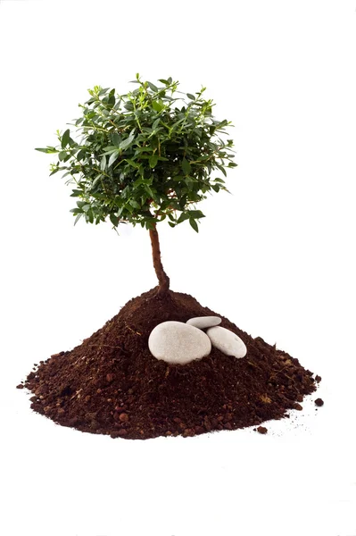 Невелике дерево грунту — стокове фото