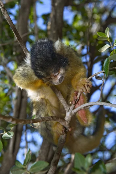 Sleeping squirrel monkey — Stock Photo, Image