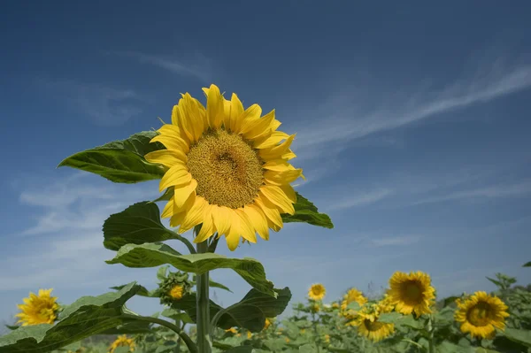 stock image Sunflowers field