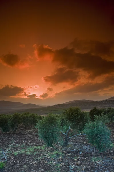Olijfboomgaard zonsondergang — Stockfoto