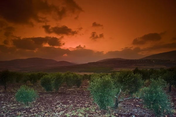Sonnenuntergang im Olivenhain — Stockfoto