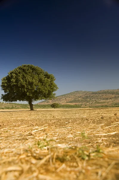 Одинокий дуб в поле — стоковое фото