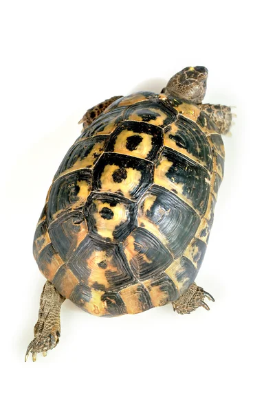 Schildkröte von oben — Stockfoto