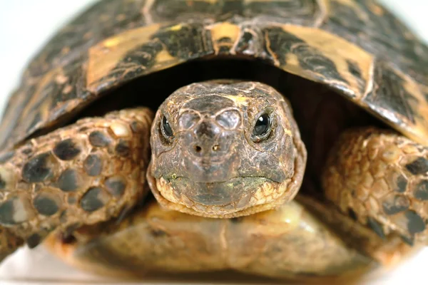 Retrato de tortuga — Foto de Stock