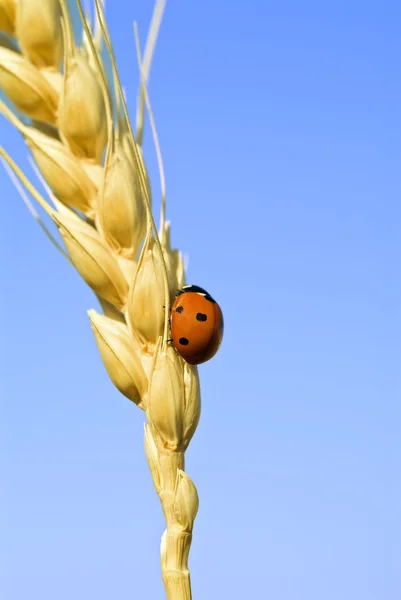 在小麦上的瓢虫 — 图库照片