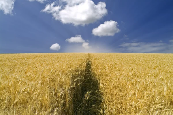 Wheat field — Stock Photo, Image