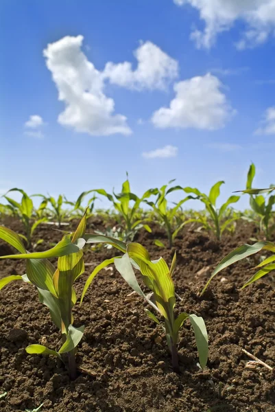 Jonge planten maïsveld — Stockfoto