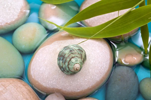 Pebbles bamboo water shell — Stock Photo, Image