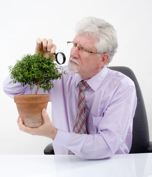 Hombre mayor inspeccionando un pequeño árbol — Foto de Stock