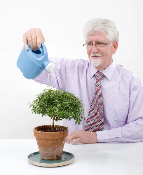 Homem sênior regando uma pequena árvore — Fotografia de Stock