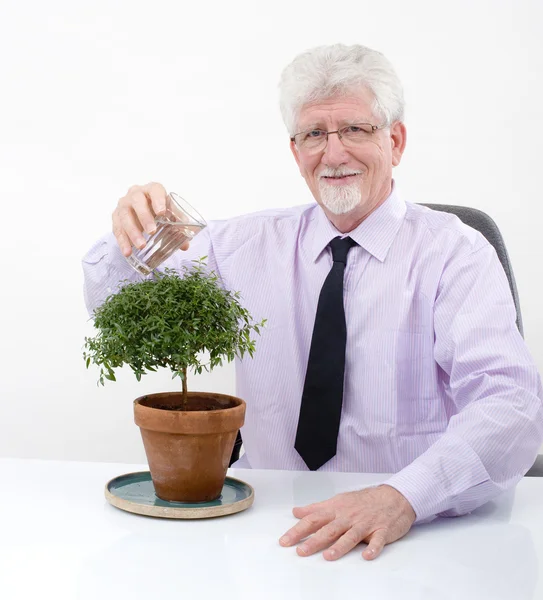 Senior man watering a small tree — Stock Photo, Image