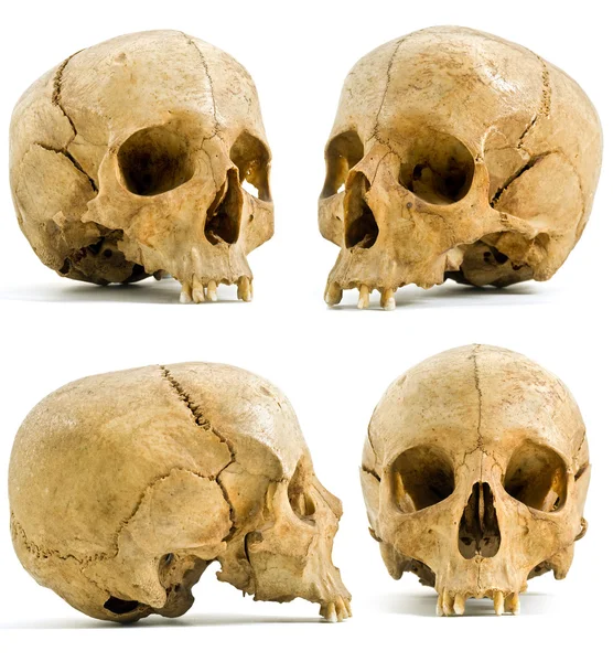 Ludzkiej czaszki Obraz Stockowy