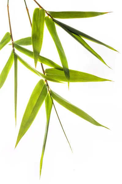 Hojas de bambú Imagen De Stock