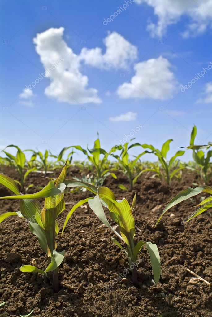 Young corn plants field — Stock Photo © NoamArmonn 2236163