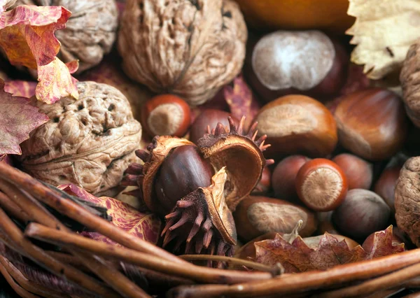 Kaštany a lískových ořechů — Stock fotografie