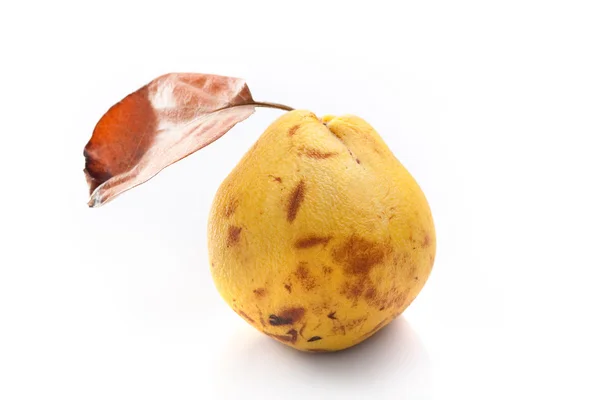 Old quince — Stock Photo, Image