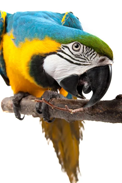 Parrot - Macaw — Stock Photo, Image