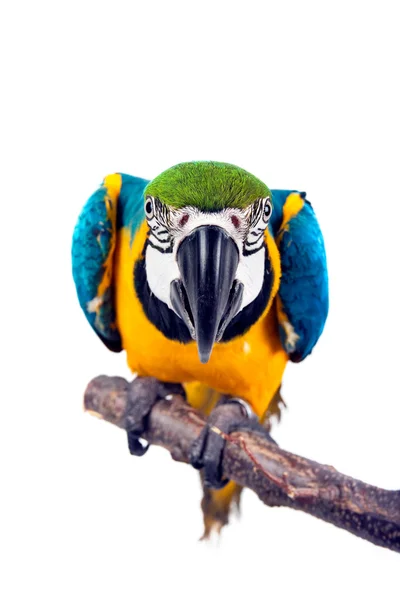 Попугай - макау — стоковое фото