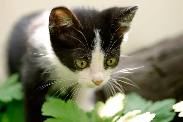 stock image Kitty