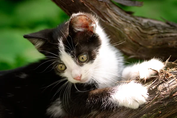 stock image Kitty