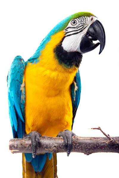Папуга - ара Ліцензійні Стокові Зображення