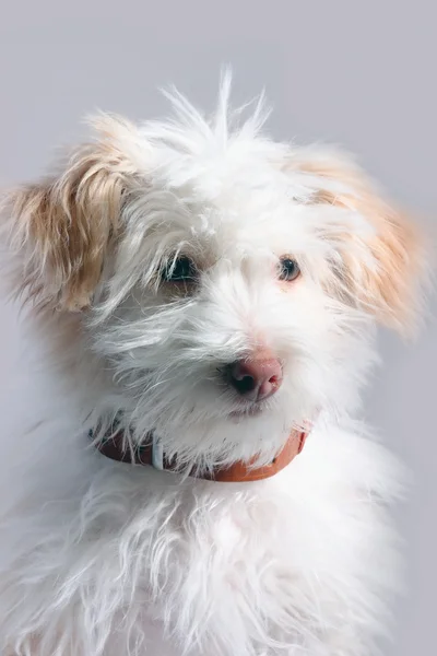 Μικρό σκυλάκι — Φωτογραφία Αρχείου
