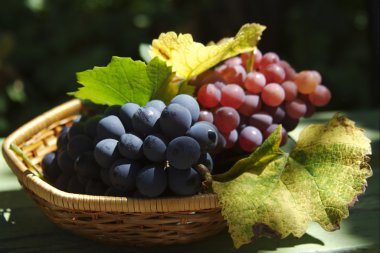 Grapes clipart