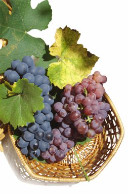 Grapes clipart