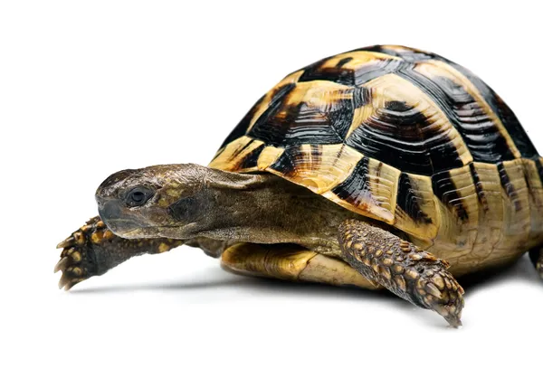 stock image Tortoise