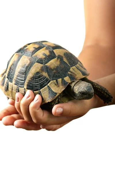 stock image Tortoise