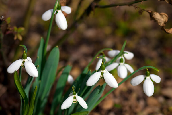 Snowdrops