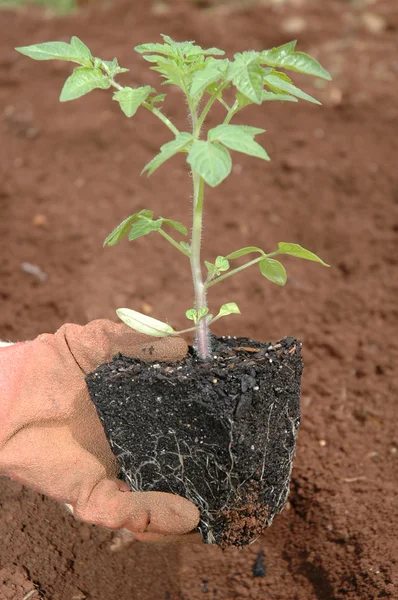 Plantando uma planta cultivada de sementes Fotografia De Stock